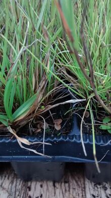 Meadowseedlings.jpg