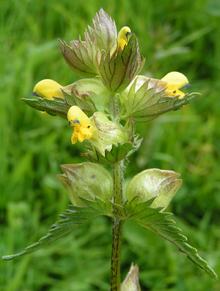 Yellow rattle