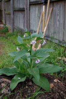 Comfrey.png