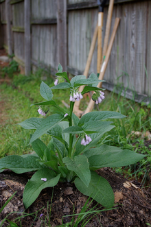 Comfrey