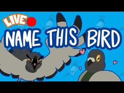 NAME_THAT_BIRD