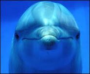 Delfin