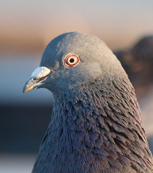 Pearl eye-8928.jpg
