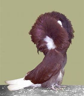 Jacobin pigeon cheap