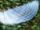 Leviathan Feather