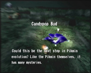 Candypop Bud Could this be the next step in Pikmin evolution? Like the Pikmin themselves, it has many mysteries.