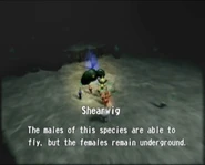 Shearwig The males of this species are able to fly, but the females remain underground.