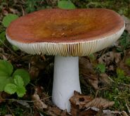 A brown mushroom in real life