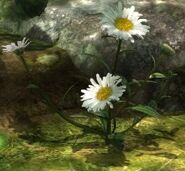 (Snow Lady) Shasta Daisies in Pikmin 3.