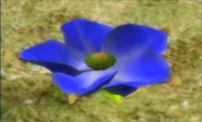 A Lapis Lazuli Candypop Bud.