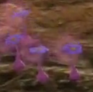 Pink Pikmin Sprouts