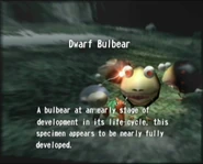 Dwarf Bulbear A bulbear at an early stage of development in its life-cycle, this specimen appears to be nearly fully developed.