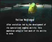 Yellow Wollywog After evolution led to the development of its specialized jumping ability, this amphibian actually lost much of its ability to swim.