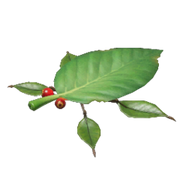 Skitter Leaf P4 icon