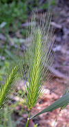 A real-world foxtail, before drying out.