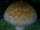 -15Growshroom.png