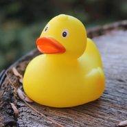 A real-life medium-sized rubber duck.