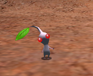 A white Pikmin when first discovered.