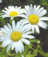 A real life (Snow Lady) Shasta Daisy.