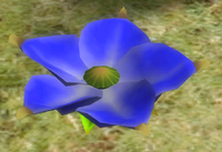 Lapiz Lazuli Candypop Bud