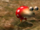 04dwarfredbulborb.png