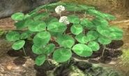 Clovers in Pikmin 3