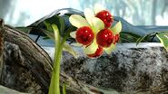 A shot of the Burgeoning Spiderwort's berries.