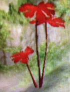 Red Leaf plant