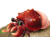 Hermit Crawmad