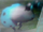 Cyan Bulborb