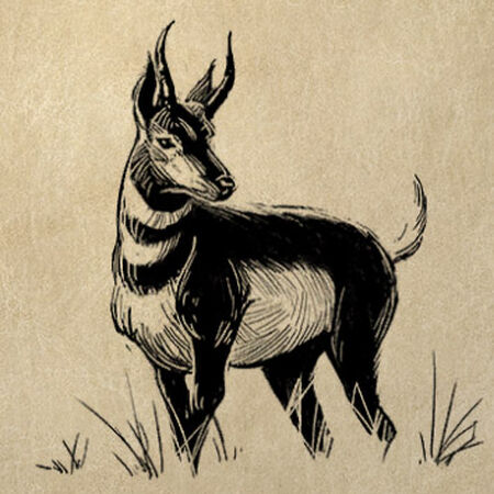 Antilopa Pillars Of Eternity Wiki Fandom
