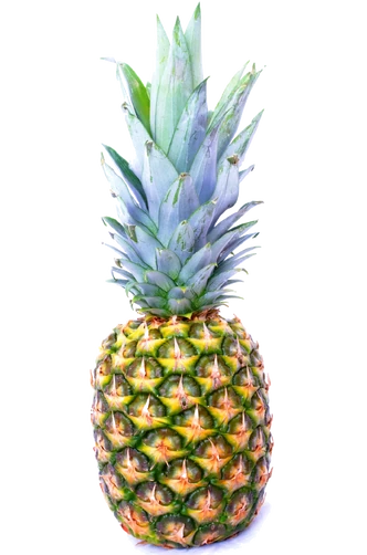 Pineapple | Order of the Pineapple Wiki | Fandom