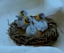 SeagullChicks