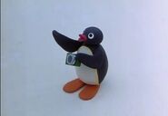 PinguthePhotographer6