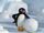Pingu and the Snowball
