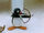 Pingu the Archer