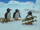 Sledging