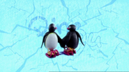 Pingu and Pingi