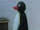 Pingu's Aunts