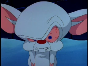 Brain glaring at Pinky