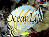 Ocean Life