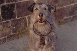 Perro de las llaves 001