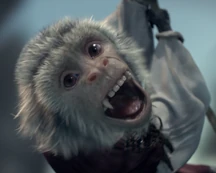 ジャック (サル) (789キロバイト) ジャック・ザ・モンキー