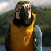 コットンのオウム (114キロバイト) コットンのオウム