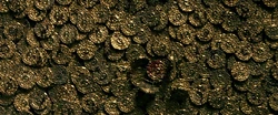 The cursed treasure of Isla de Muerta consisted of 882 identical gold coins.