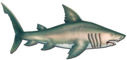 POTCOShark