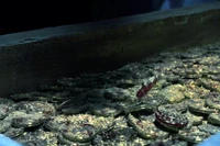 The 882 medallions after Will performed the blood ritual.