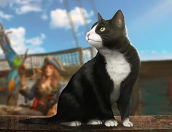 A ship's cat.