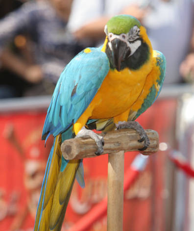Parrots of 2024 the caribbean