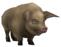 Pig1